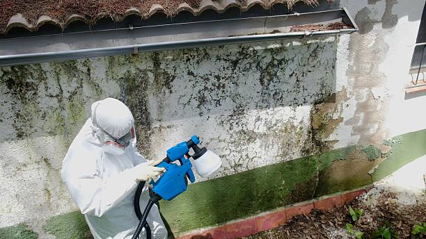 Top rated local Mold Cleanup specialists in Wycombe, PA